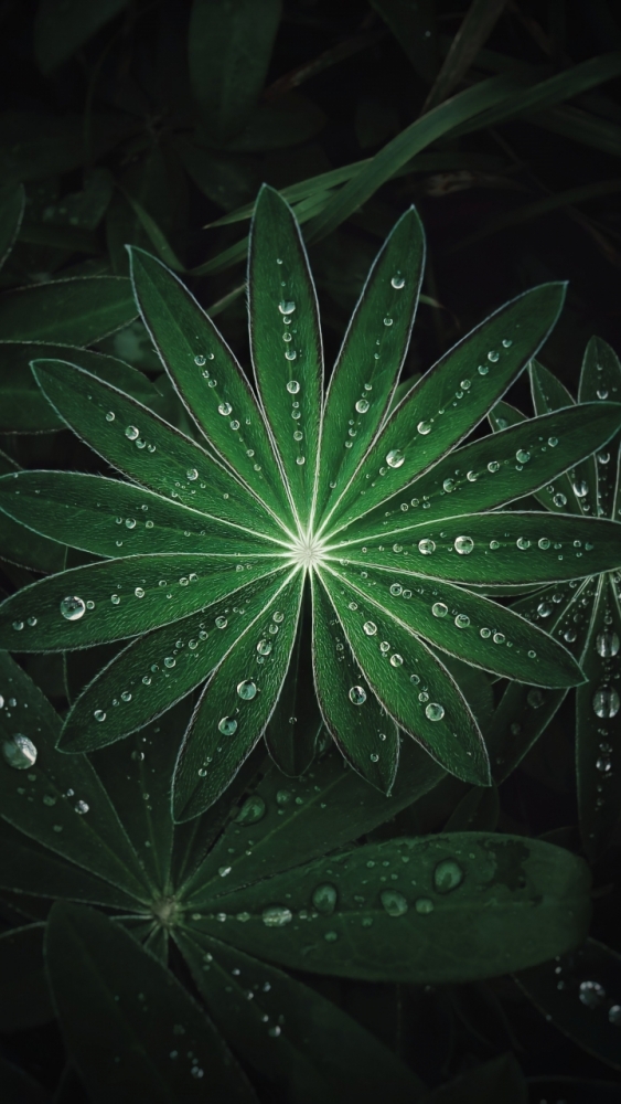 Макро обои для смартфона, фото 1 Макро обои для смартфона, фото 1