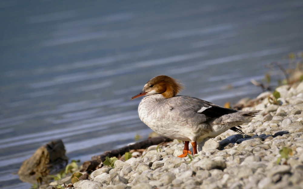 Обои птицы (2), фото 1 Обои птицы (2), фото 1