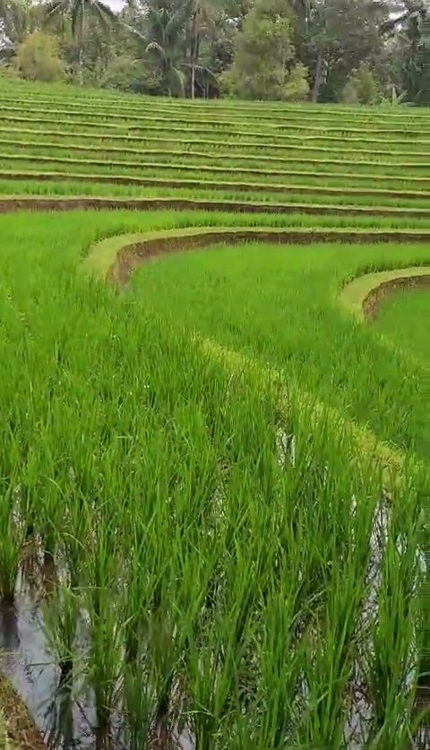 Удивительные растения Бали, фото 8