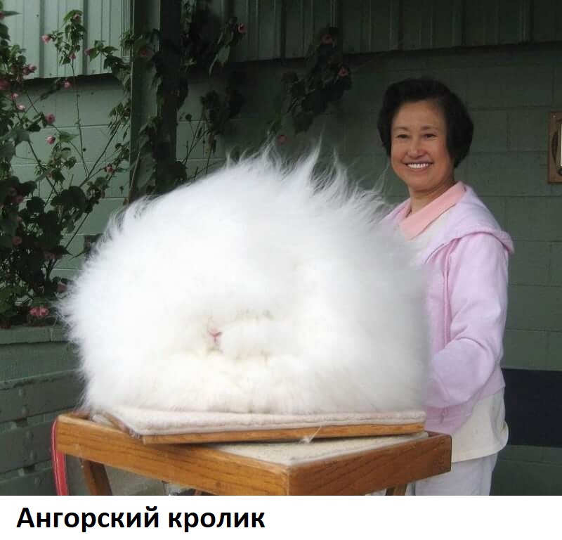 10 самых необычных животных нашей планеты