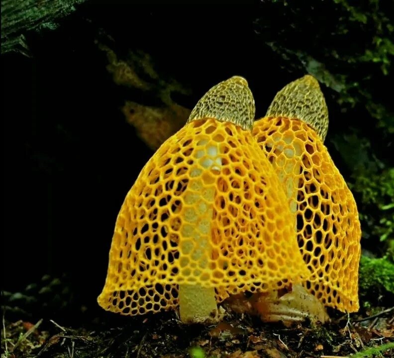 Удивительные грибы