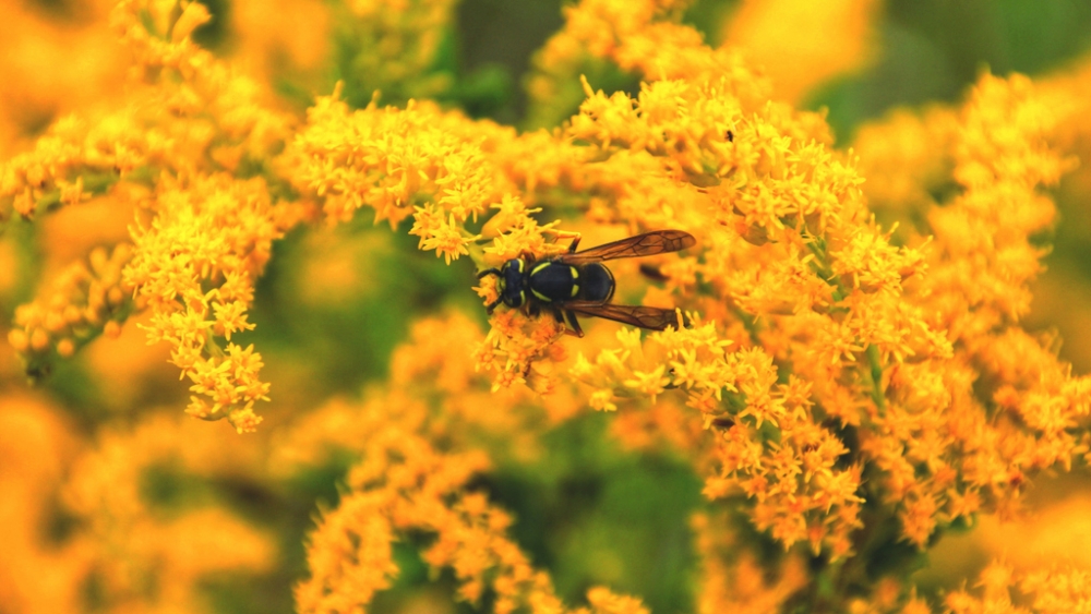 Обои насекомые (1), фото 1 Обои насекомые (1), фото 1