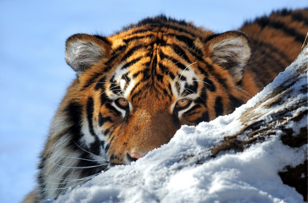 Картинки и фото тигров на рабочий стол., фото 2