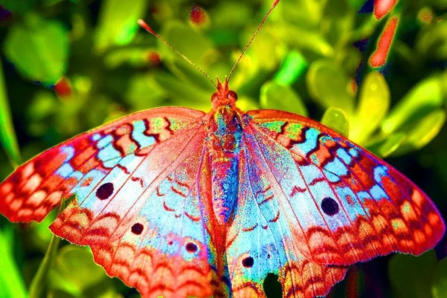 Красота тропических бабочек