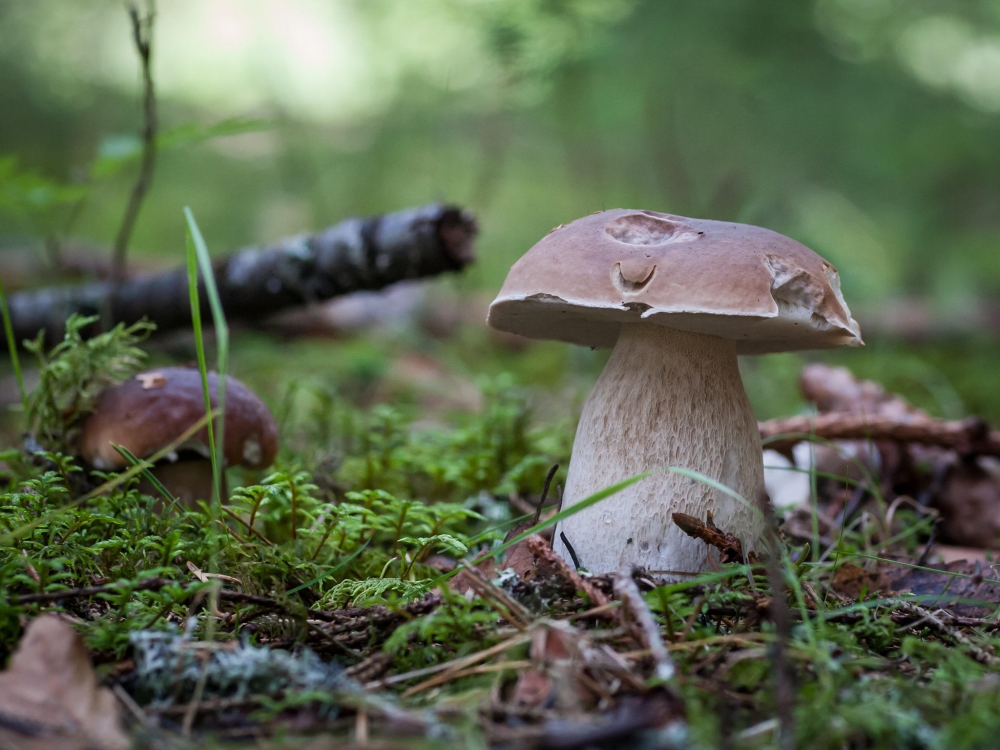 Обои с грибами, фото 1 Обои с грибами, фото 1