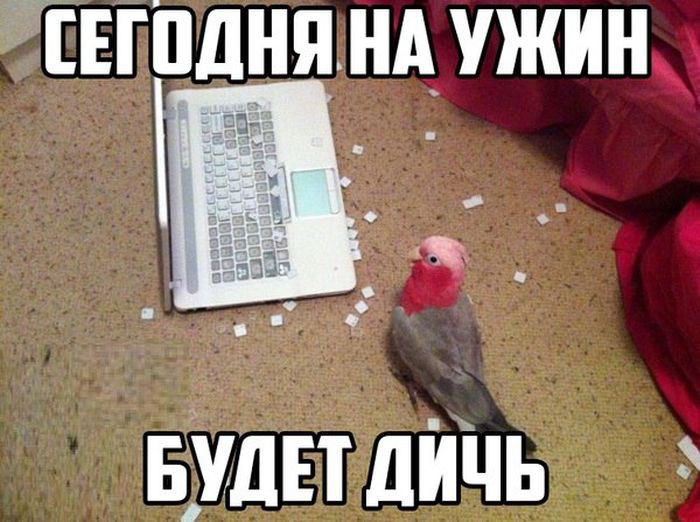 Смешные картинки с животными, фото 7 Смешные картинки с животными, фото 7