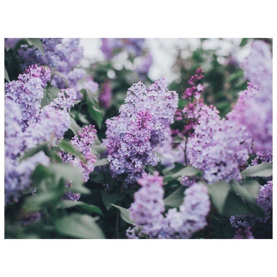 Обои с сиренью , фото 13