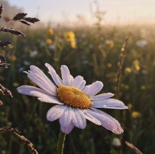 Обои с ромашками , фото 7