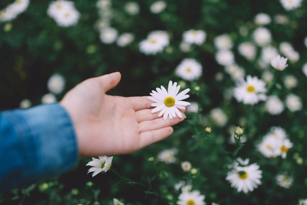 Обои с ромашками , фото 37