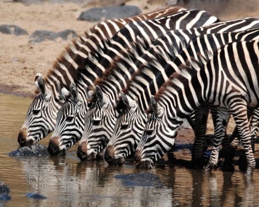 Обои в мире животных. Обои с зебрами, фото 12