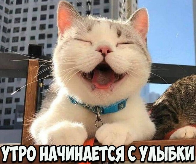 Смешные картинки с животными, фото 21 Смешные картинки с животными, фото 21