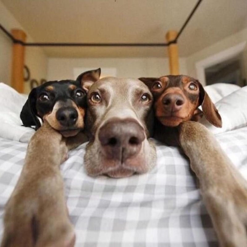 Смешные картинки для любых возрастов, фото животных и детей, фото 2 Смешные картинки для любых возрастов, фото животных и детей, фото 2