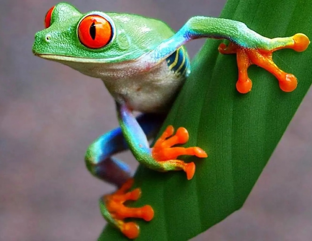 Царевна-лягушка, фото 1 Царевна-лягушка, фото 1