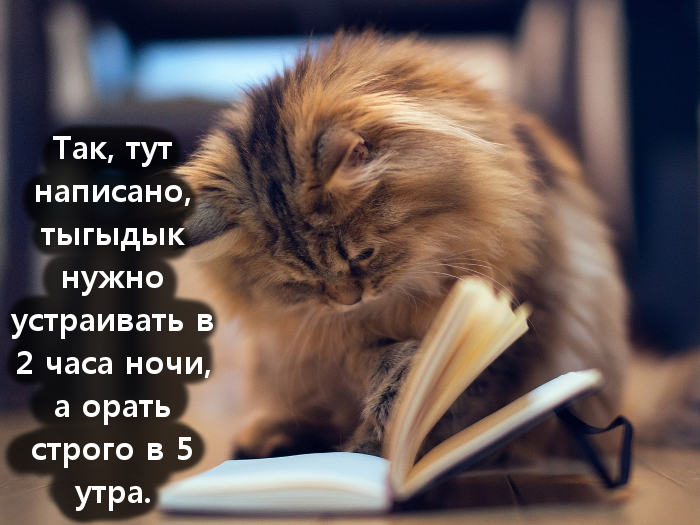 Смешные картинки с котиками. Часть 1, фото 19 Смешные картинки с котиками. Часть 1, фото 19