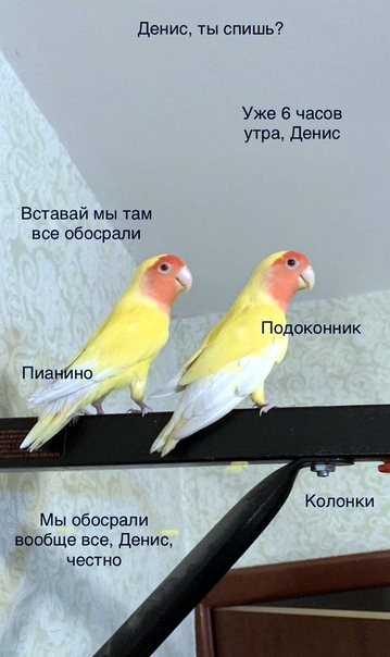 Смешные картинки с попугаями , фото 24 Смешные картинки с попугаями , фото 24