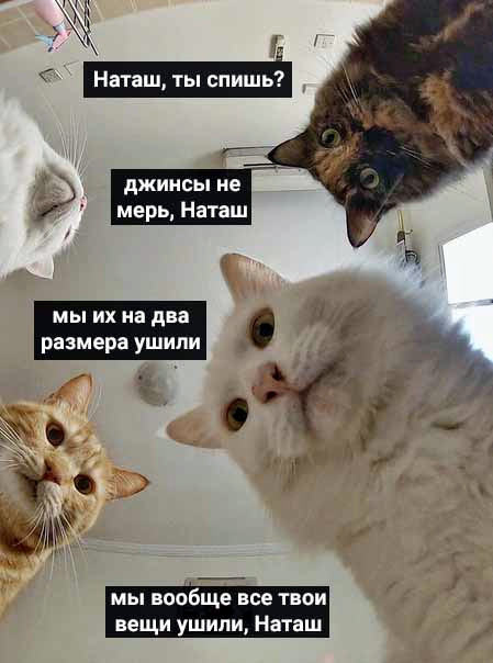 Смешные картинки с котиками. Часть 1, фото 26 Смешные картинки с котиками. Часть 1, фото 26