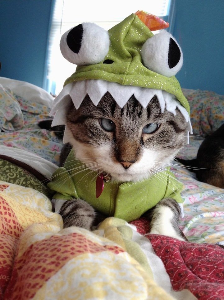 Любимые пушистики!, фото 31 Любимые пушистики!, фото 31