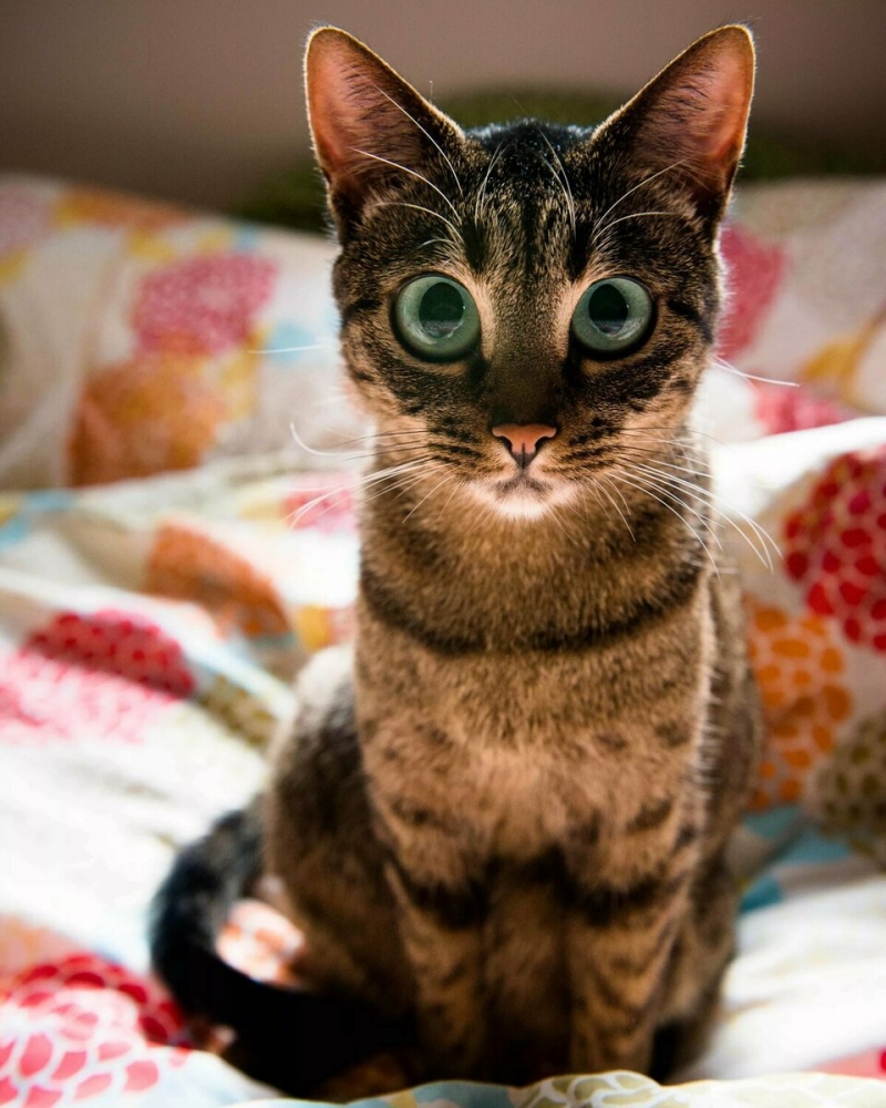 Любимые пушистики!, фото 30 Любимые пушистики!, фото 30