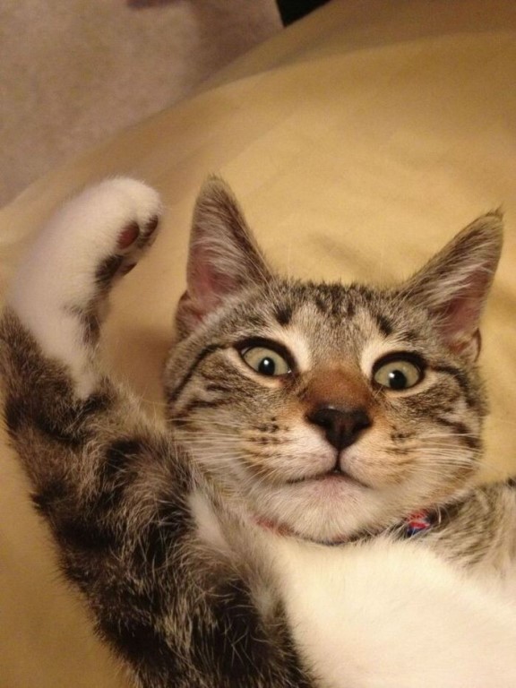 Любимые пушистики!, фото 29 Любимые пушистики!, фото 29