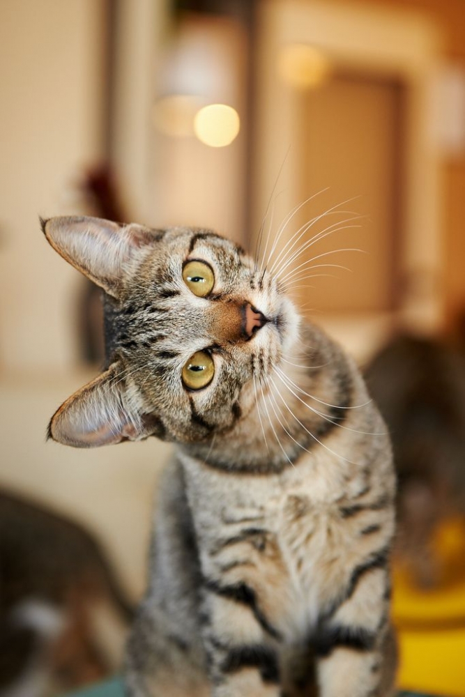 Любимые пушистики!, фото 28 Любимые пушистики!, фото 28