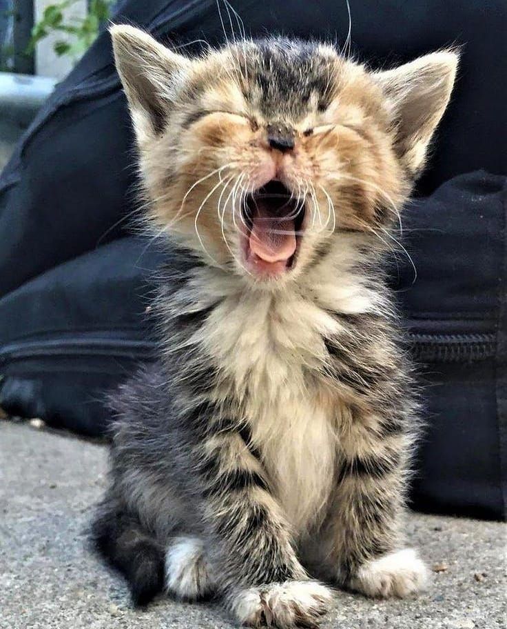 Любимые пушистики!, фото 26 Любимые пушистики!, фото 26