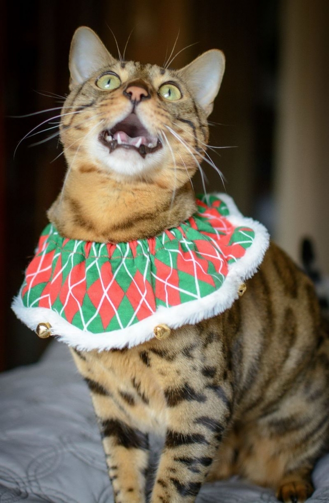 Любимые пушистики!, фото 25 Любимые пушистики!, фото 25