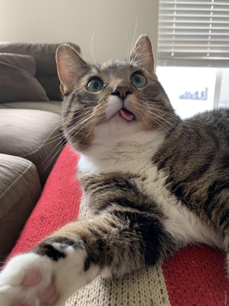 Любимые пушистики!, фото 24 Любимые пушистики!, фото 24