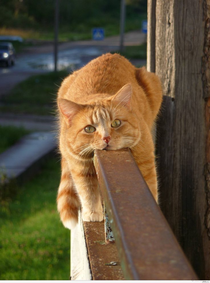 Любимые пушистики!, фото 21 Любимые пушистики!, фото 21