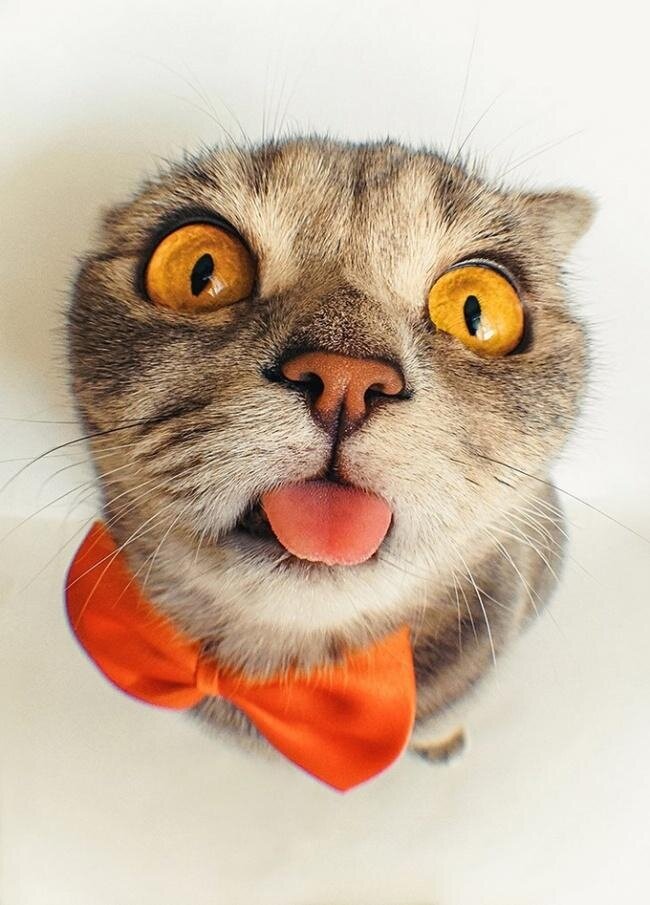 Любимые пушистики!, фото 20 Любимые пушистики!, фото 20