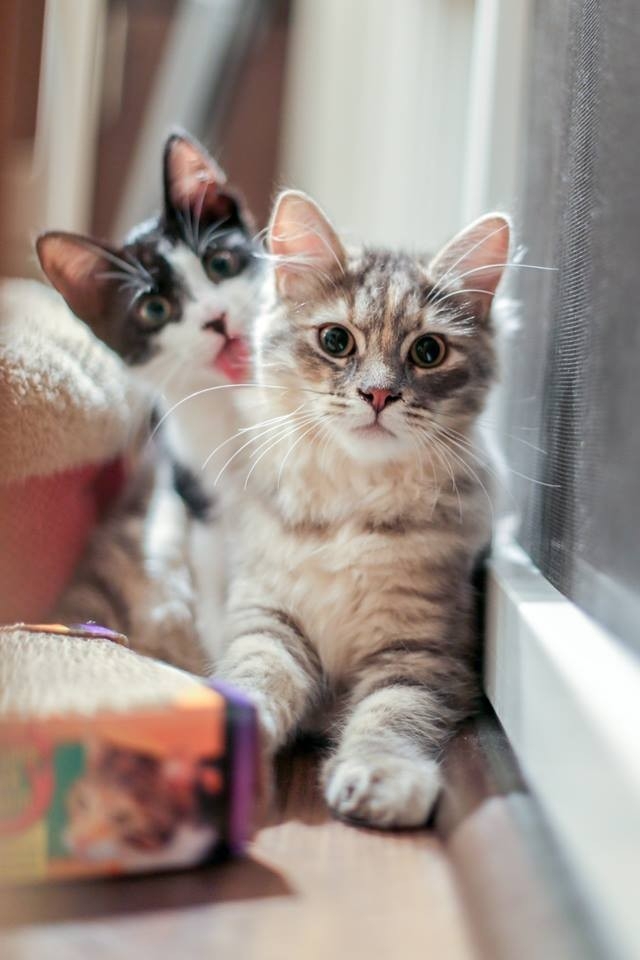 Любимые пушистики!, фото 19 Любимые пушистики!, фото 19