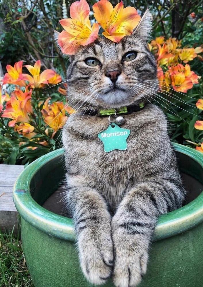 Любимые пушистики!, фото 18 Любимые пушистики!, фото 18