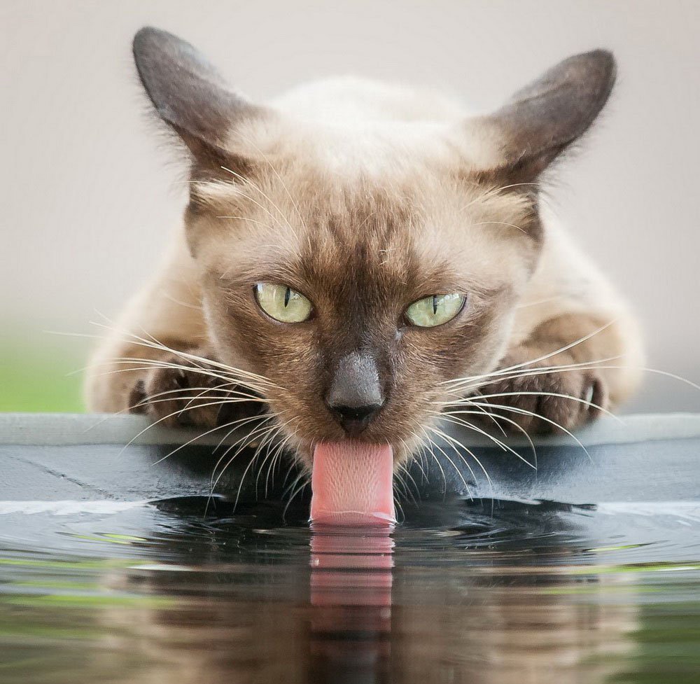 Любимые пушистики!, фото 17 Любимые пушистики!, фото 17