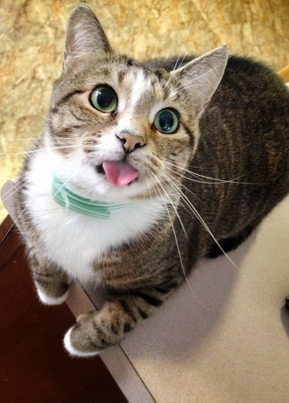 Любимые пушистики!, фото 16 Любимые пушистики!, фото 16