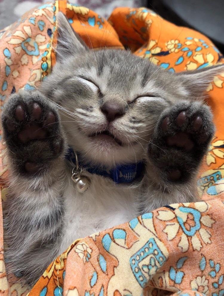 Любимые пушистики!, фото 8 Любимые пушистики!, фото 8