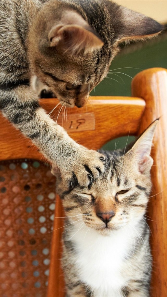 Любимые пушистики!, фото 7 Любимые пушистики!, фото 7