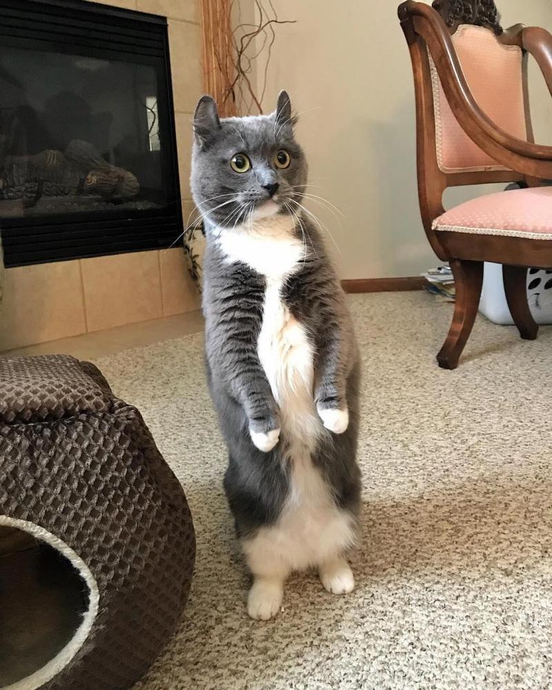 Любимые пушистики!, фото 6 Любимые пушистики!, фото 6