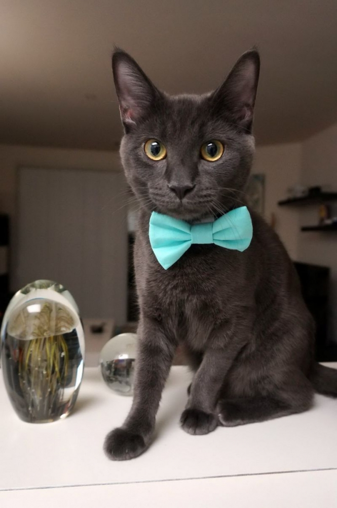 Любимые пушистики!, фото 1 Любимые пушистики!, фото 1