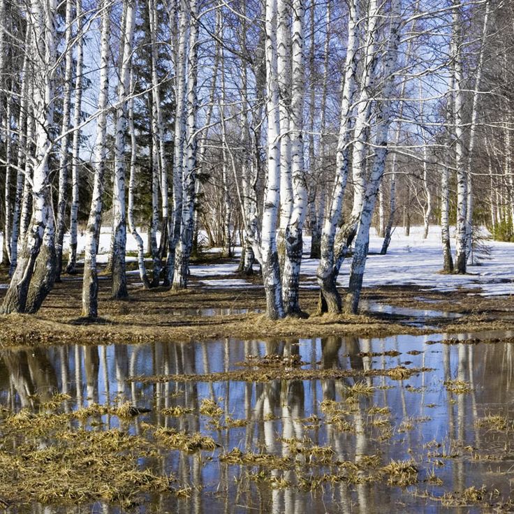 Скоро весна!🌸, фото 24 Скоро весна!🌸, фото 24