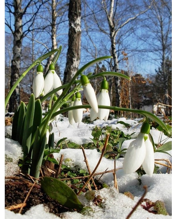 Скоро весна!🌸, фото 20 Скоро весна!🌸, фото 20