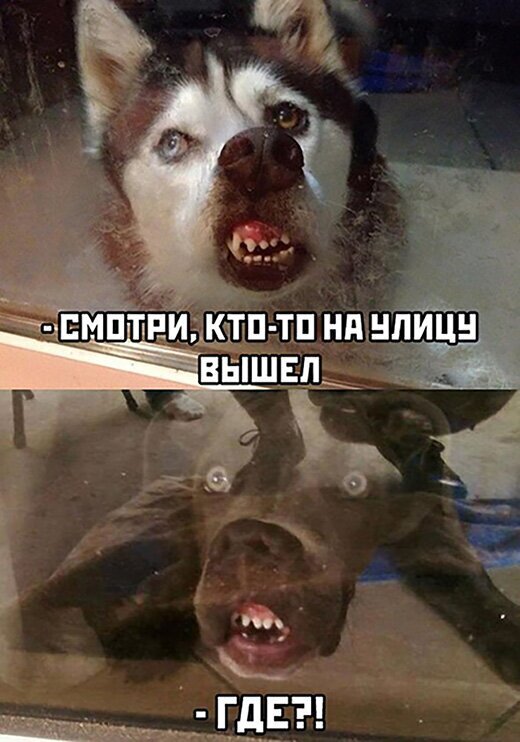 Смешные картинки про коронавирус , фото 17 Смешные картинки про коронавирус , фото 17