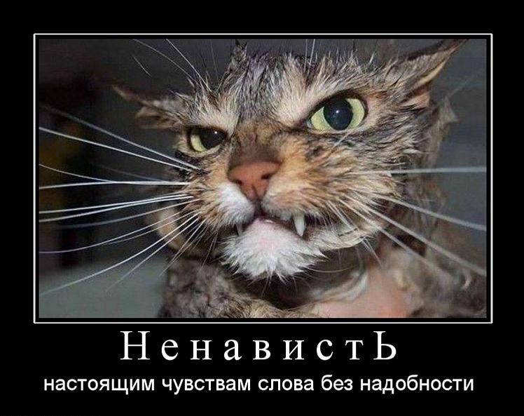Демотиваторы злые котэ, фото 11 Демотиваторы злые котэ, фото 11