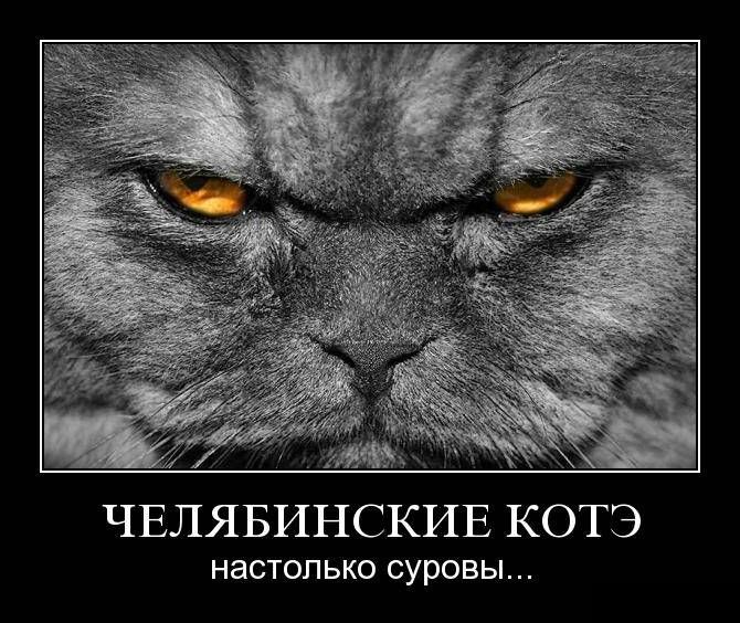 Демотиваторы злые котэ, фото 10 Демотиваторы злые котэ, фото 10
