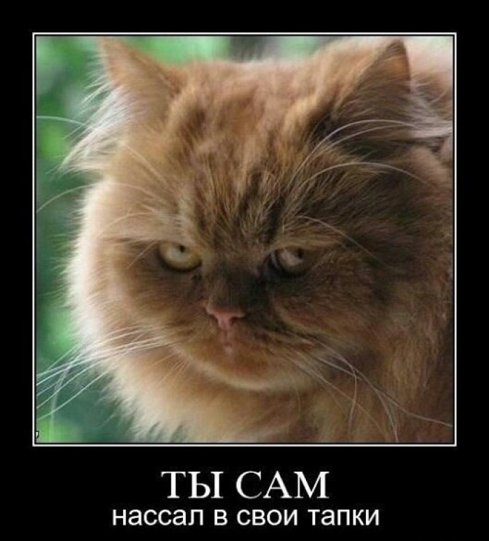 Демотиваторы злые котэ, фото 9 Демотиваторы злые котэ, фото 9