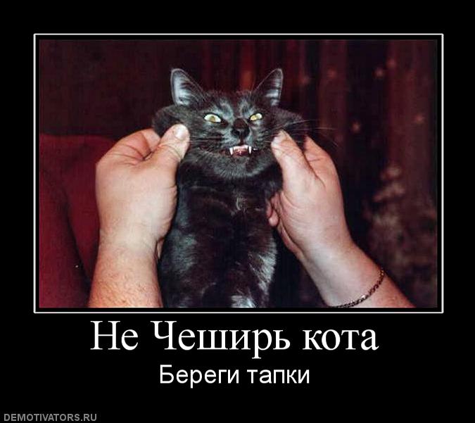 Демотиваторы злые котэ, фото 8 Демотиваторы злые котэ, фото 8