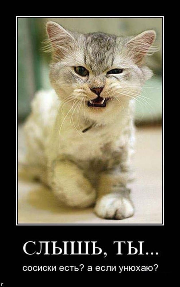 Демотиваторы злые котэ, фото 7 Демотиваторы злые котэ, фото 7