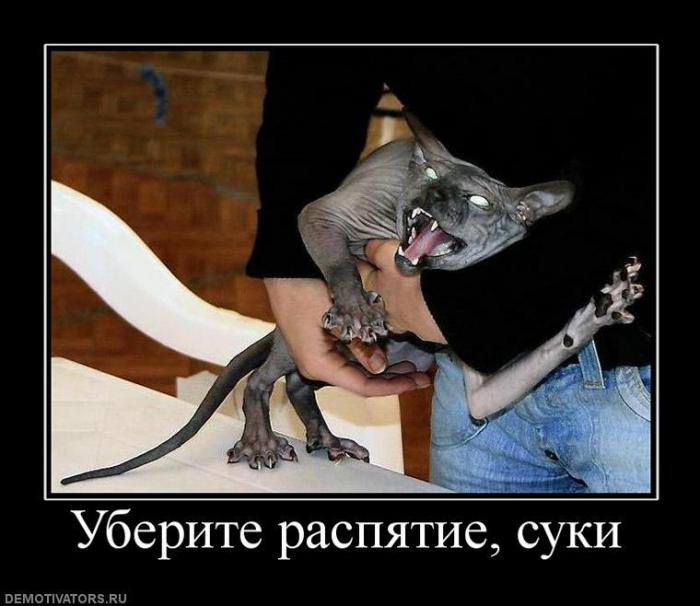 Демотиваторы злые котэ, фото 6 Демотиваторы злые котэ, фото 6
