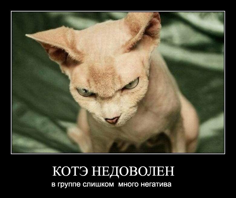 Демотиваторы злые котэ, фото 5 Демотиваторы злые котэ, фото 5