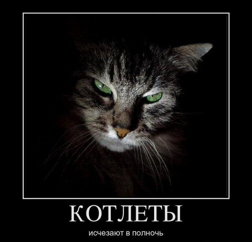 Демотиваторы злые котэ, фото 4 Демотиваторы злые котэ, фото 4
