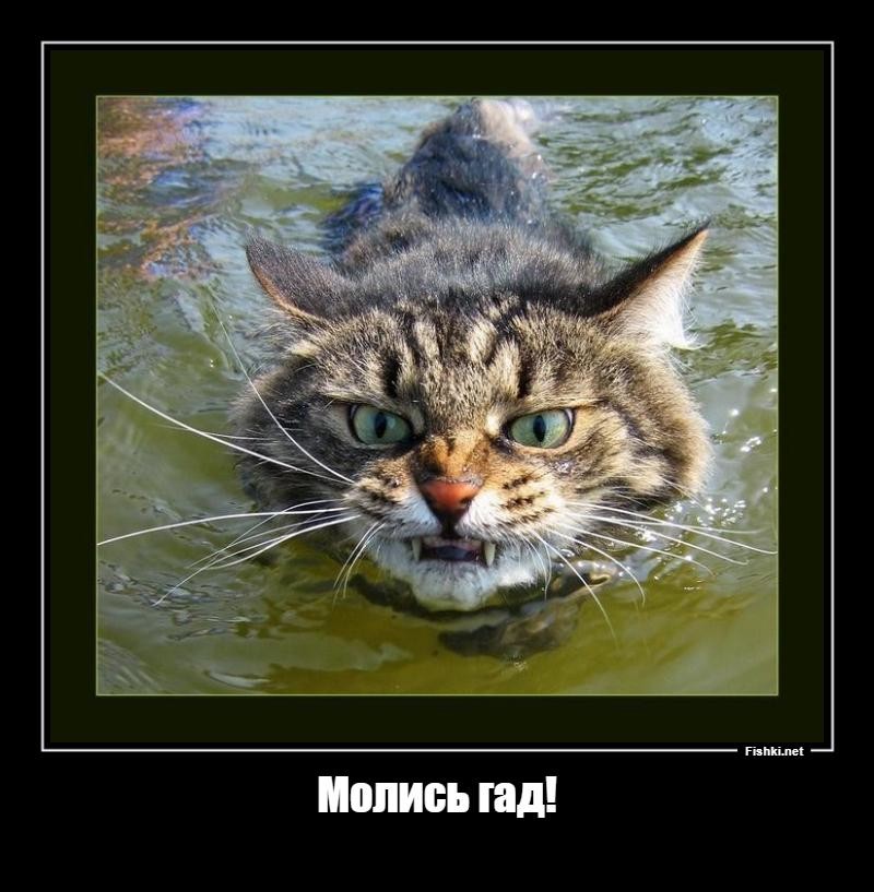 Демотиваторы злые котэ, фото 3 Демотиваторы злые котэ, фото 3