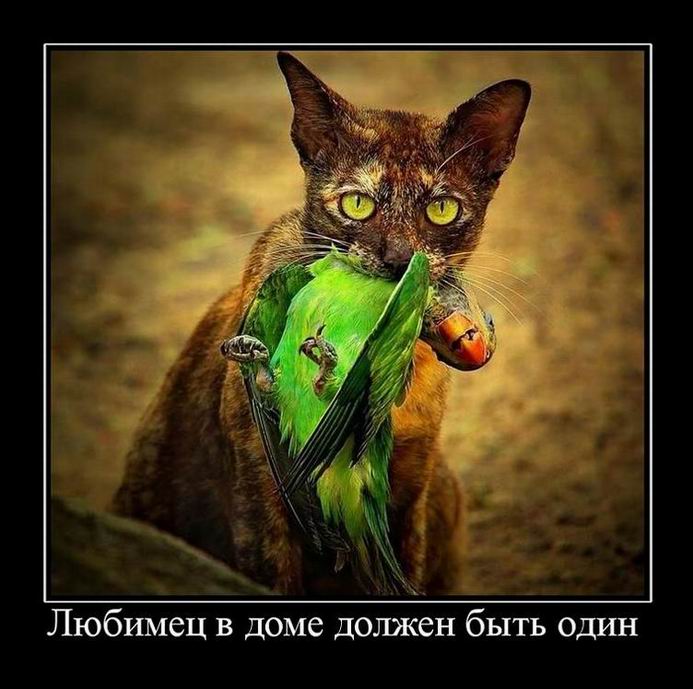 Демотиваторы злые котэ, фото 2 Демотиваторы злые котэ, фото 2